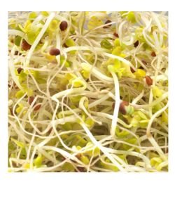 Seeds germinate - Broccoli Calabrese BIO, 100 g